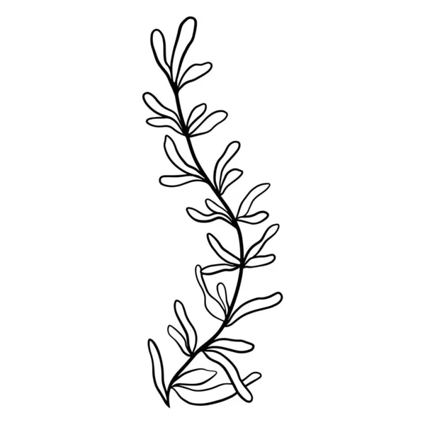 Graceful Zakrzywiona Gałązka Doodle Wektor Ilustracji Element Botaniczny Rysunek Ręczny — Wektor stockowy