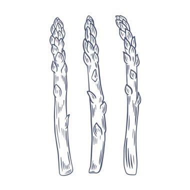 Kuşkonmaz filizi çizilmiş çizim, vektör illüstrasyonu.