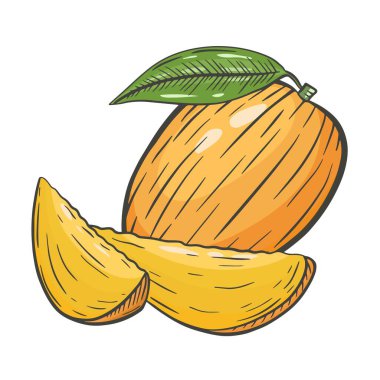 Tam ve dilimlenmiş mango nesnesi. Tropik egzotik meyve dilimleri, vektör illüstrasyonu. Mango el çizimi