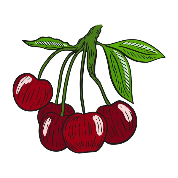 Körsbär på en gren isolerad vektor illustration — Stock vektor
