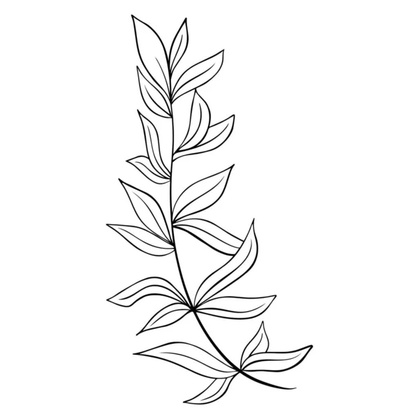 Sprig with leaves hand drawn vector illustration — Vector de stock