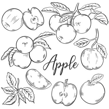 Elma çizimi el çizimi seti