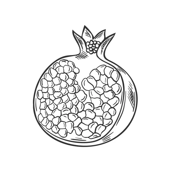 Croquis vintage dessiné à la main de fruits de grenade cassés — Image vectorielle