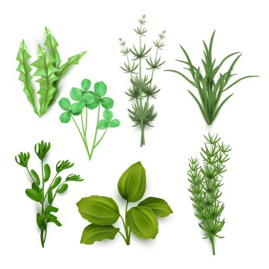 Yeşil gerçekçi çimenler. Taze bitkiler, bahçe mevsimsel büyüyen çimenler, bitkisel yeşiller, otlar ve izole vektör simgeleri.