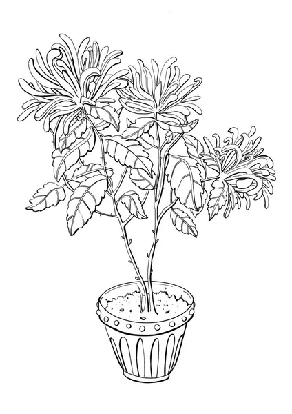 Dessin Main Illustration Numérique Graphiques Noir Blanc Botanique Floristique Pot — Photo