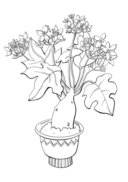 Schets Tekening Zwart Wit Lijnen Home Potted Plant Jatropha Bloeiende — Stockfoto