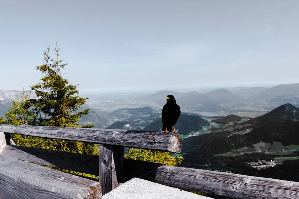 Kehlstein, Almanya 'da bir korkulukta oturan siyah kuş.