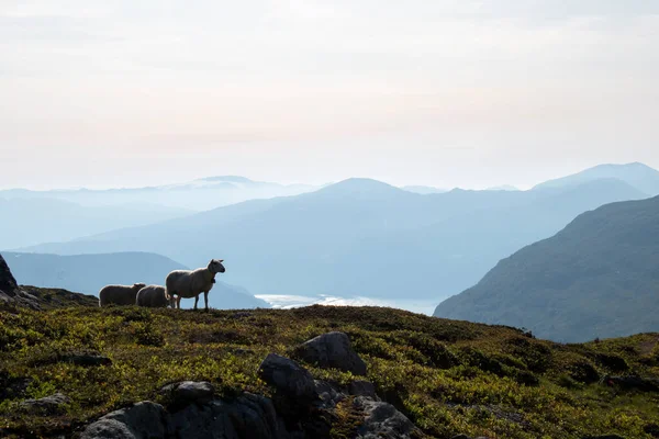 Panoramata z hory Hoven s ovcemi v dohledu, Loen, Norsko — Stock fotografie