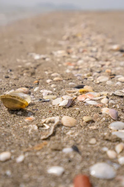 Sahildeki kumsalda yeşil bir yaprak. Yüksek kalite fotoğraf