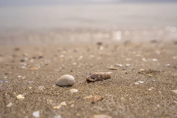 Зелений лист на камені на пляжному піску. Високоякісна фотографія — стокове фото