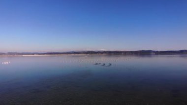 4K İHA görüntüsü. Narta lagünü ve flamingo 'nun parlak sabah manzarası. Narta Lagoon, Arnavutluk ve Avrupa 'nın güzel bahar denizleri.