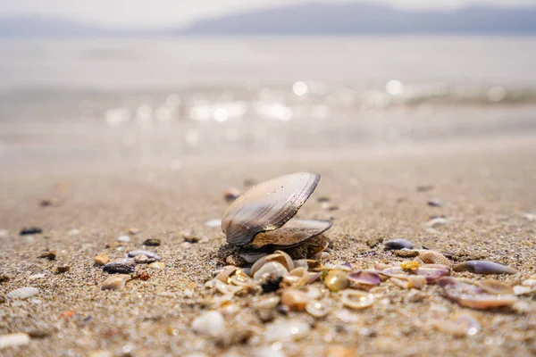 La hoja verde sobre la piedra sobre la arena de la playa. Foto de alta calidad —  Fotos de Stock