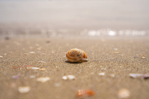 Green leaf on the stone on a beach sand. High quality photo