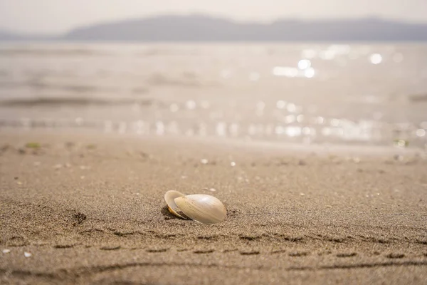 La hoja verde sobre la piedra sobre la arena de la playa. Foto de alta calidad —  Fotos de Stock