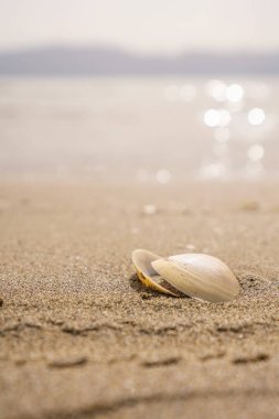 Sahildeki kumsalda yeşil bir yaprak. Yüksek kalite fotoğraf