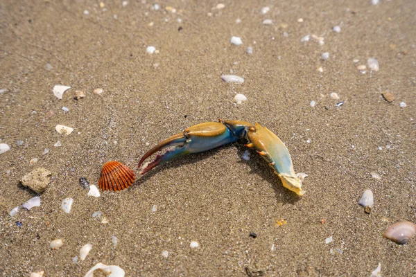 Maryland Blå Krabber - Dampet Krabber på stranden - Stock-foto
