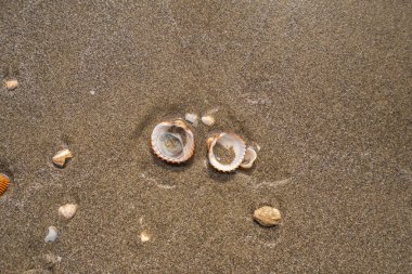 Sahildeki kumsalda yeşil bir yaprak. Yüksek kalite fotoğraf