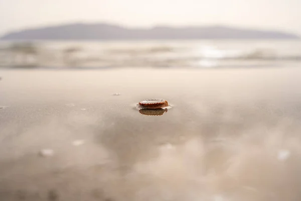 La hoja verde sobre la piedra sobre la arena de la playa. Foto de alta calidad —  Fotos de Stock