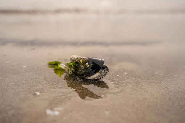 Hoja Verde Sobre Piedra Sobre Arena Playa Foto Alta Calidad —  Fotos de Stock