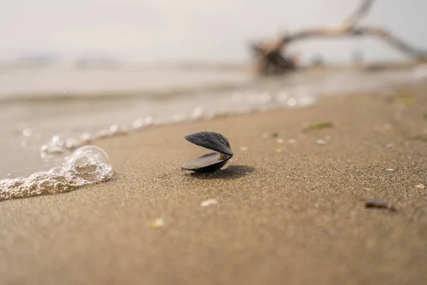 Hoja Verde Sobre Piedra Sobre Arena Playa Foto Alta Calidad —  Fotos de Stock