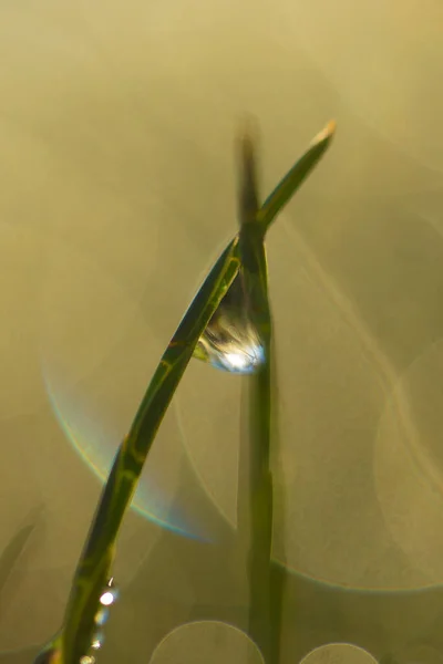 Closeup Makro Shot Green Grass Leaves Rain Water Drops Top — Stock Photo, Image