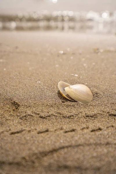 Зелений Лист Камені Пляжному Піску Високоякісна Фотографія — стокове фото