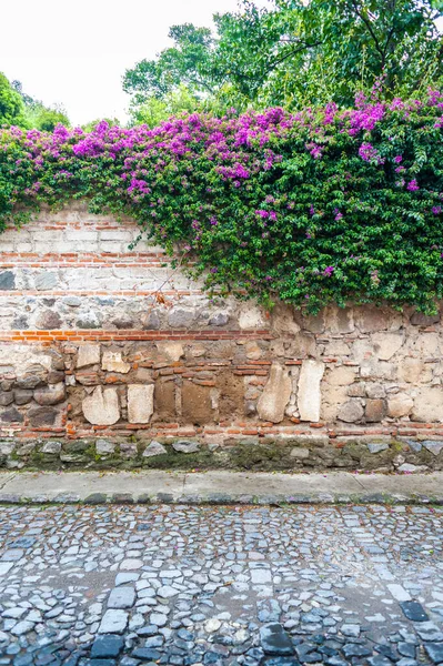 Antigua Guatemala sokaklarında Bougainvillea çiçekleri olan duvar