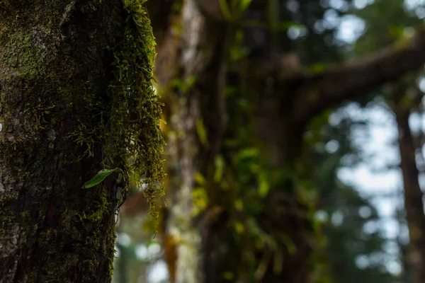Detail of moss growing on the bark of trees