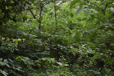 Bhopal Madhya Pradesh 'in doğal güzelliği