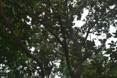 Bhopal Madhya Pradesh 'in doğal güzelliği