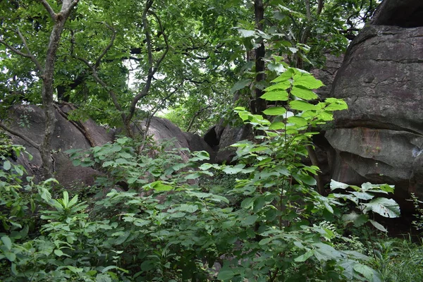 Bhopal Madhya Pradesh Doğal Güzelliği — Stok fotoğraf