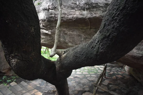 ボパール マディヤ プラデーシュ州の自然の美しさ — ストック写真