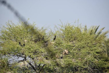 Yeşil ormandaki vahşi hayvanlar