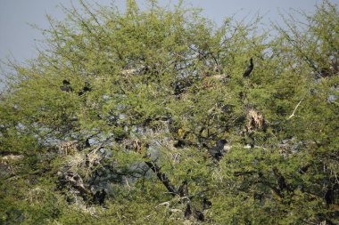 Yeşil ormandaki vahşi hayvanlar