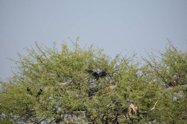 Yeşil ormandaki vahşi hayvanlar
