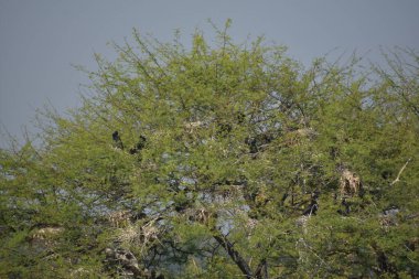 Yeşil ormandaki vahşi hayvanlar