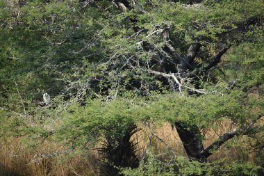 Yeşil ormandaki vahşi hayvanlar