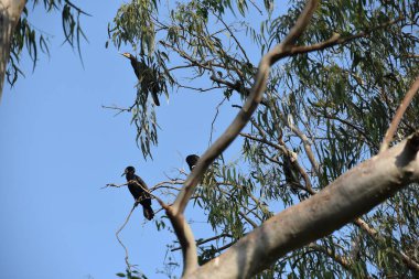 Yeşil ormandaki vahşi hayvanlar