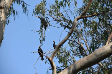 Yeşil ormandaki vahşi hayvanlar