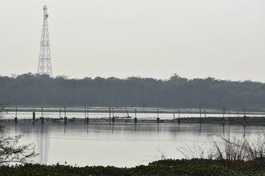 Yeşil ormandaki vahşi hayvanlar