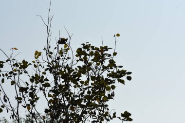 Yeşil ormandaki vahşi hayvanlar