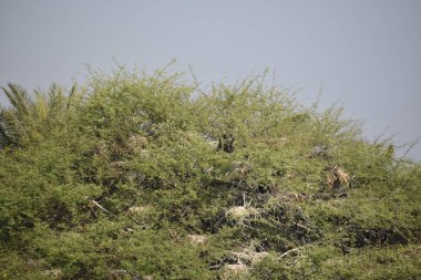 Yeşil ormandaki vahşi hayvanlar