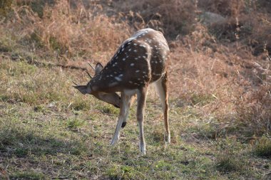 Yeşil ormandaki vahşi hayvanlar