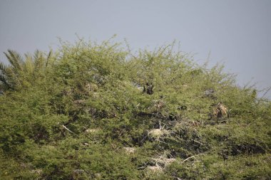 Yeşil ormandaki vahşi hayvanlar