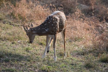 Yeşil ormandaki vahşi hayvanlar