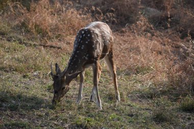 Yeşil ormandaki vahşi hayvanlar