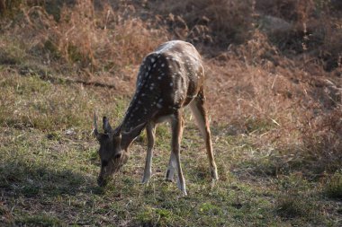 Yeşil ormandaki vahşi hayvanlar