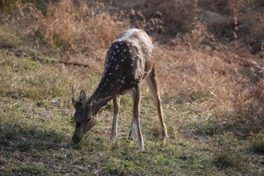 Yeşil ormandaki vahşi hayvanlar