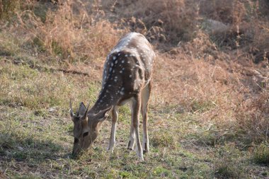 Yeşil ormandaki vahşi hayvanlar