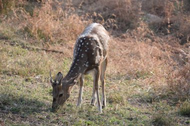 Yeşil ormandaki vahşi hayvanlar